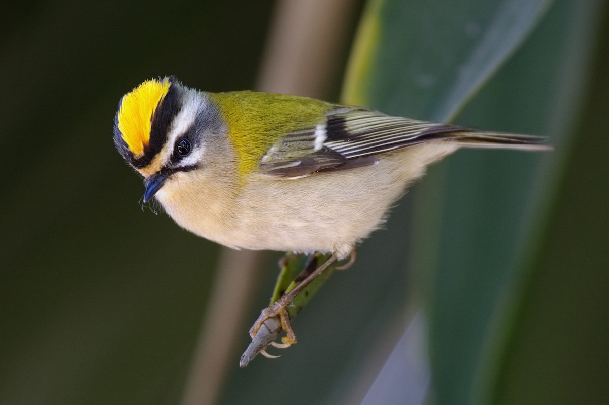 Common Firecrest - ML371322111