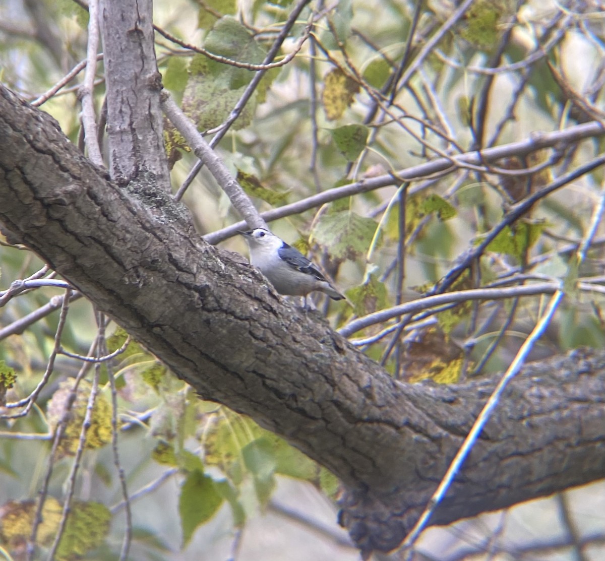 White-breasted Nuthatch - ML371322761