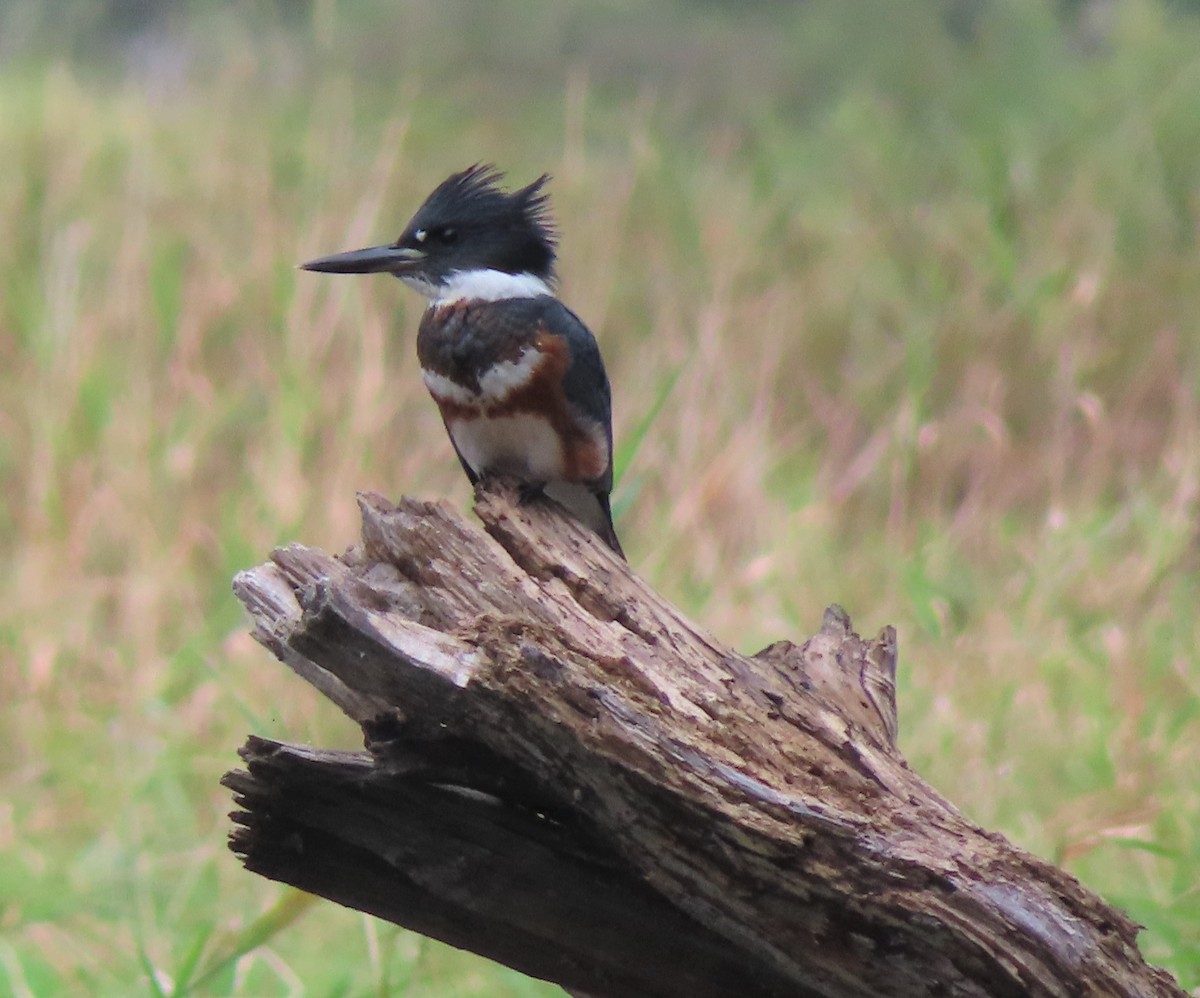 Belted Kingfisher - ML371323041