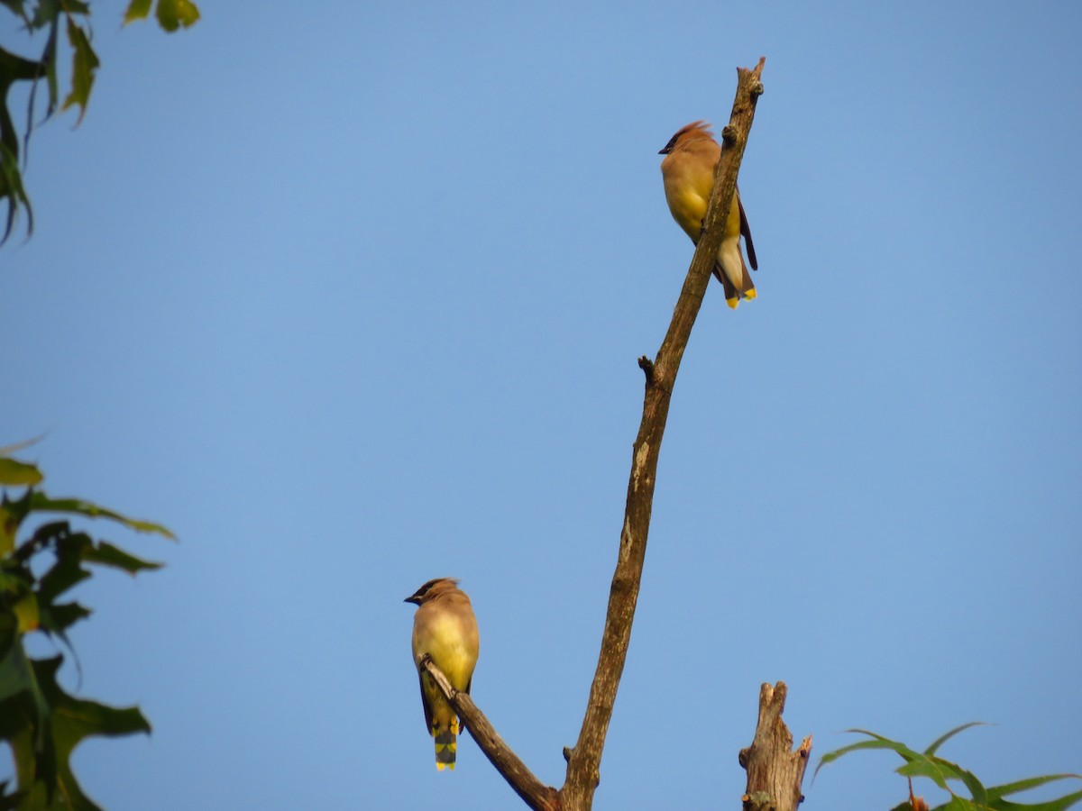 Cedar Waxwing - Chris Barrigar