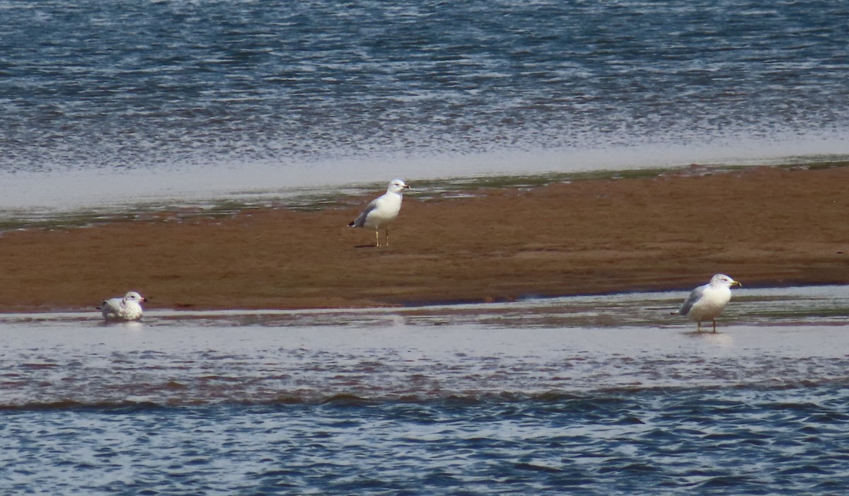 Ring-billed Gull - ML371323371