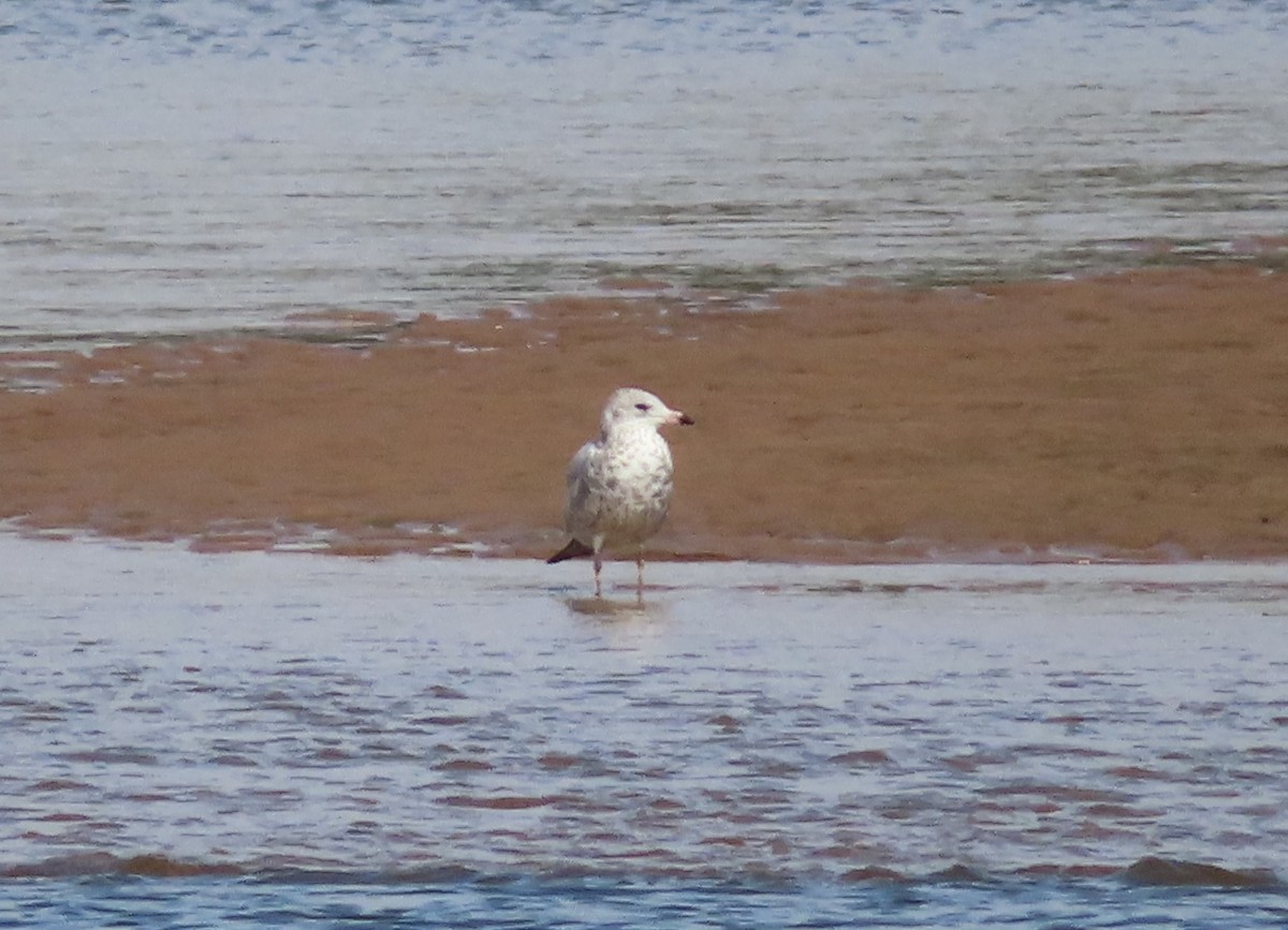 Ring-billed Gull - ML371323531