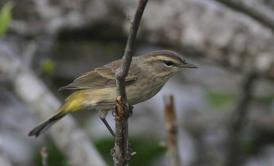 Palm Warbler - ML37132371