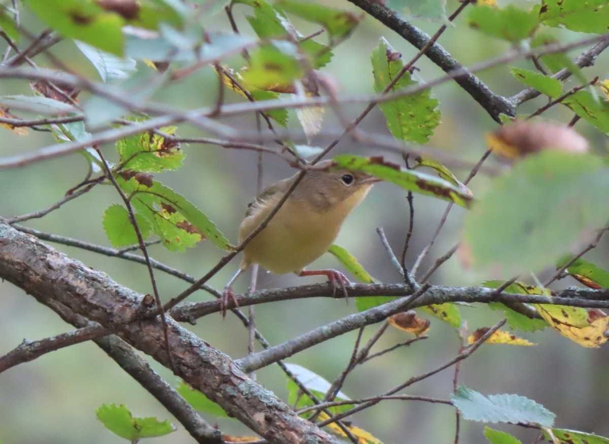 Common Yellowthroat - ML371324221