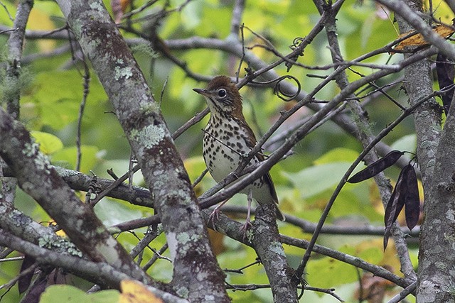 Wood Thrush - ML371324371