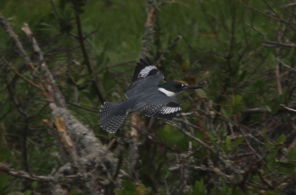 Belted Kingfisher - Paul Marvin