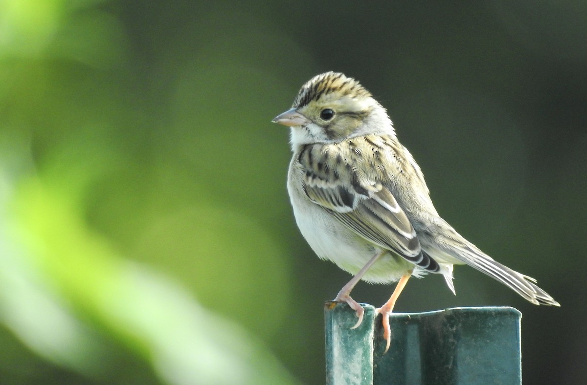 Clay-colored Sparrow - ML371326191