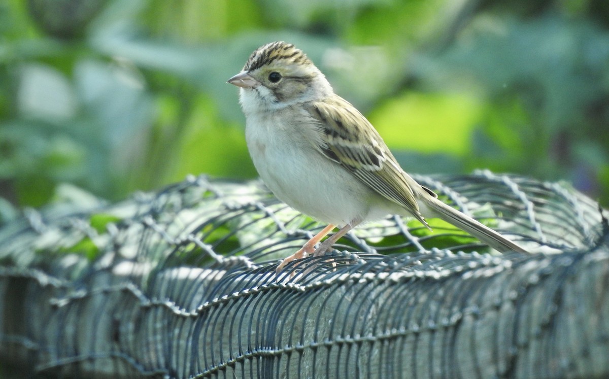 Clay-colored Sparrow - ML371326221