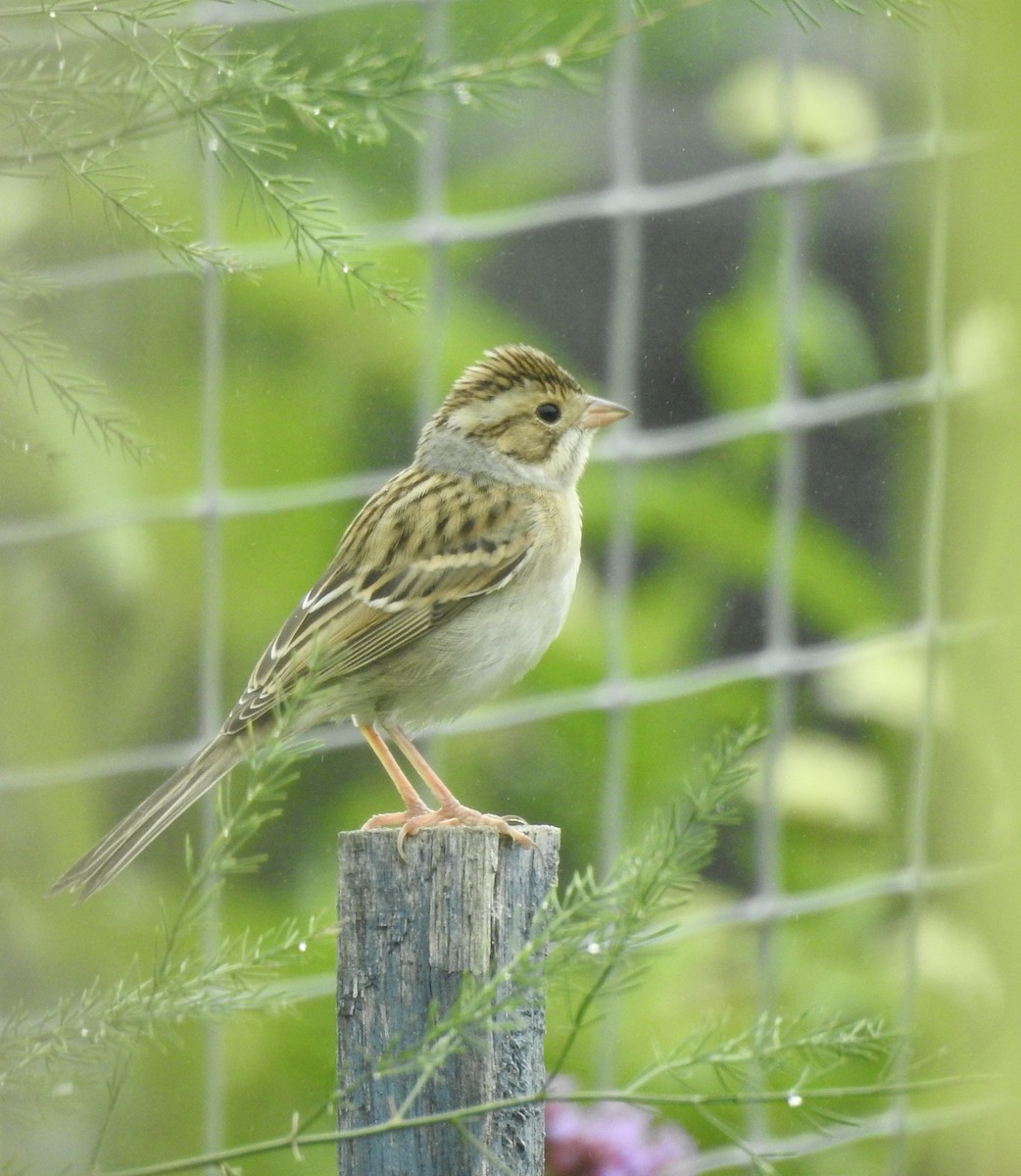 Clay-colored Sparrow - Weston Barker