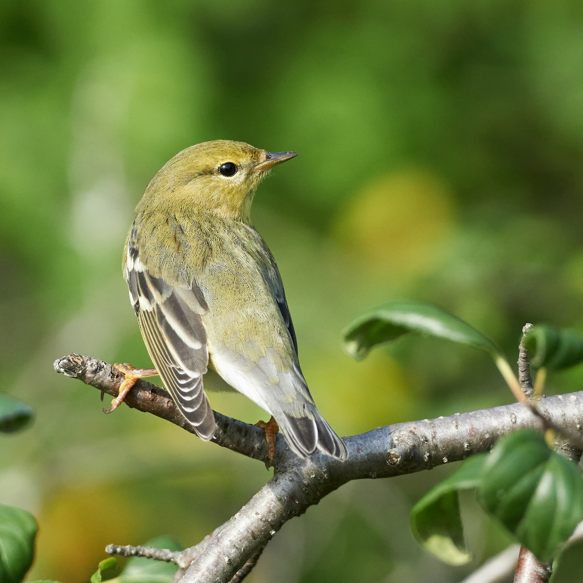 Blackpoll Warbler - ML371326281