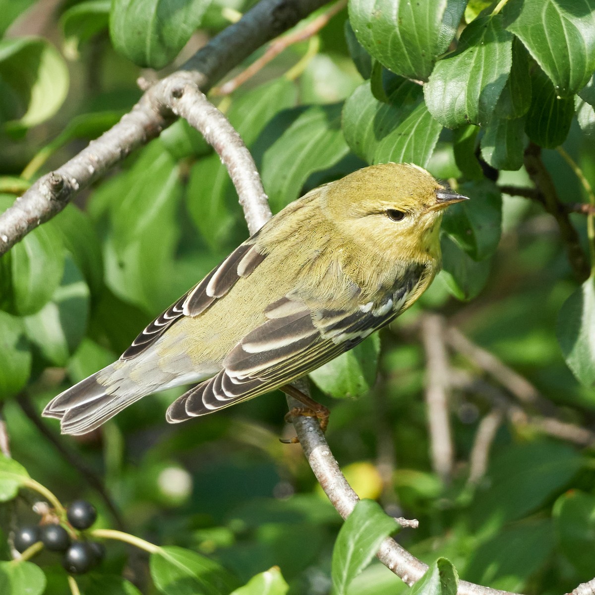 Blackpoll Warbler - ML371326291