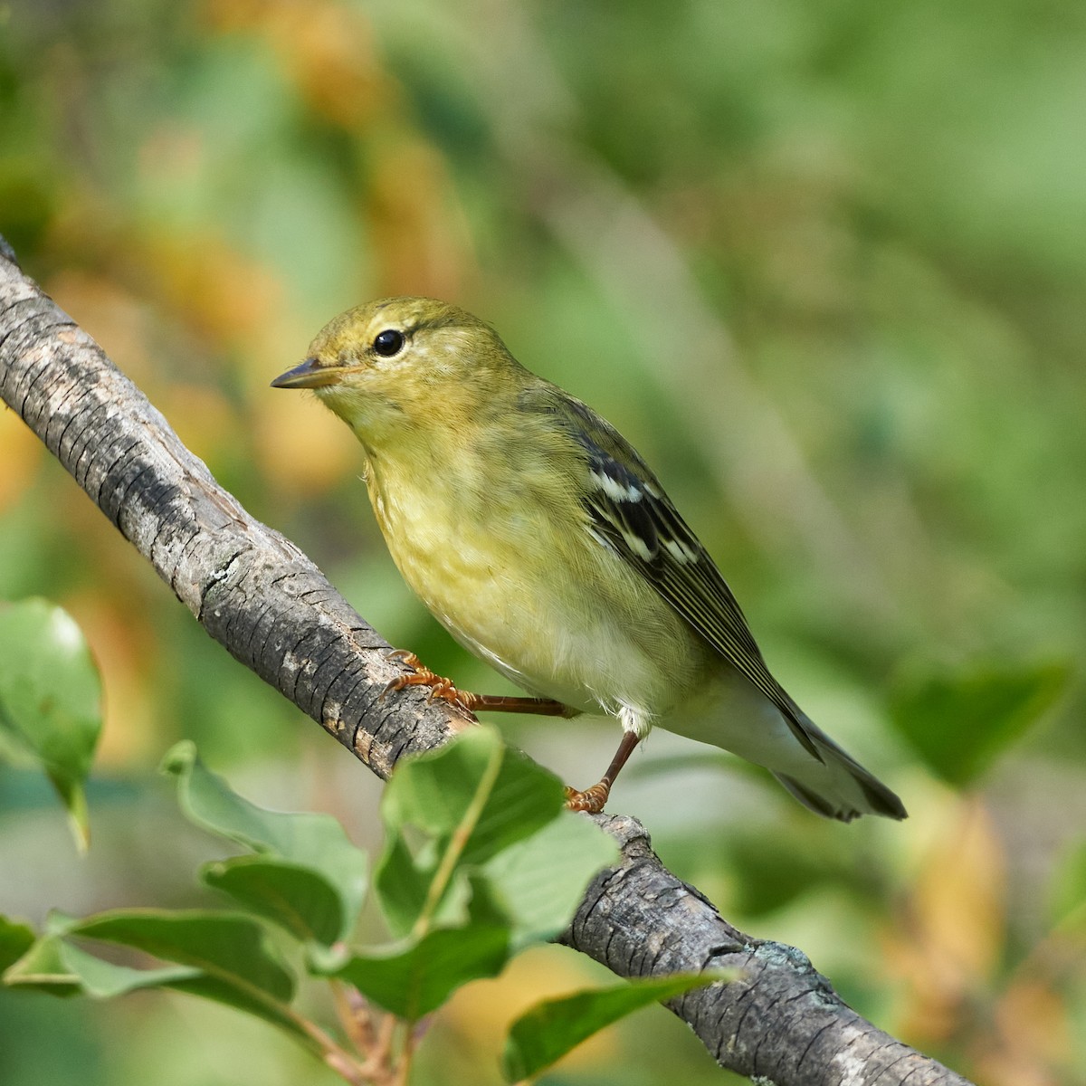 Blackpoll Warbler - ML371326301