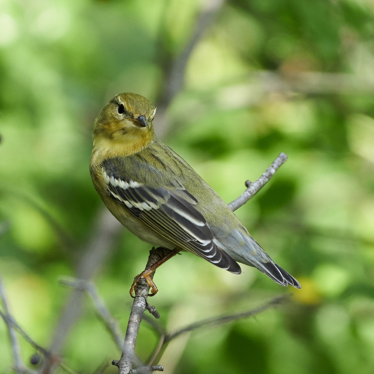 Blackpoll Warbler - ML371326331