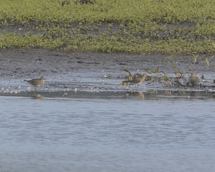 Pectoral Sandpiper - ML371326401