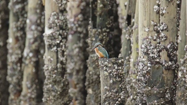 Common Kingfisher (Common) - ML371327211