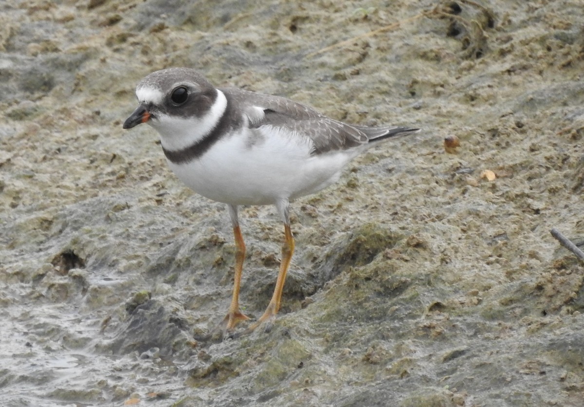 Semipalmated Plover - ML371327961