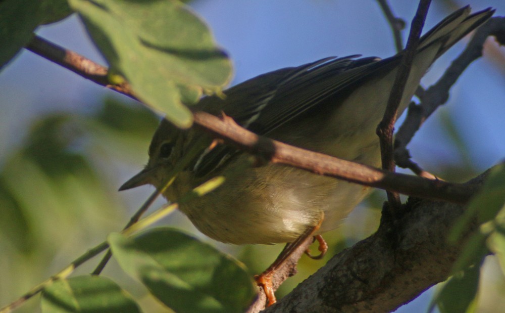 Blackpoll Warbler - ML37132931