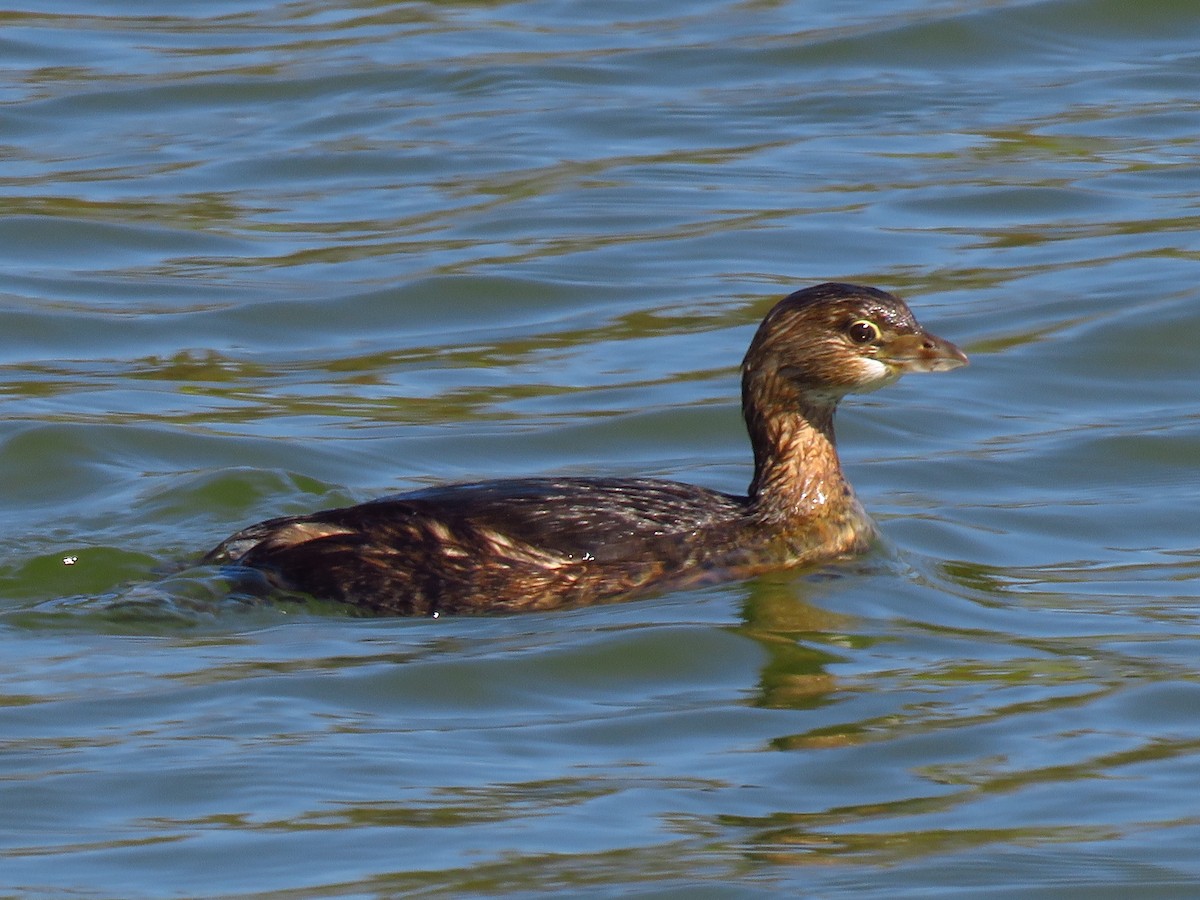 Pied-billed Grebe - ML371329681