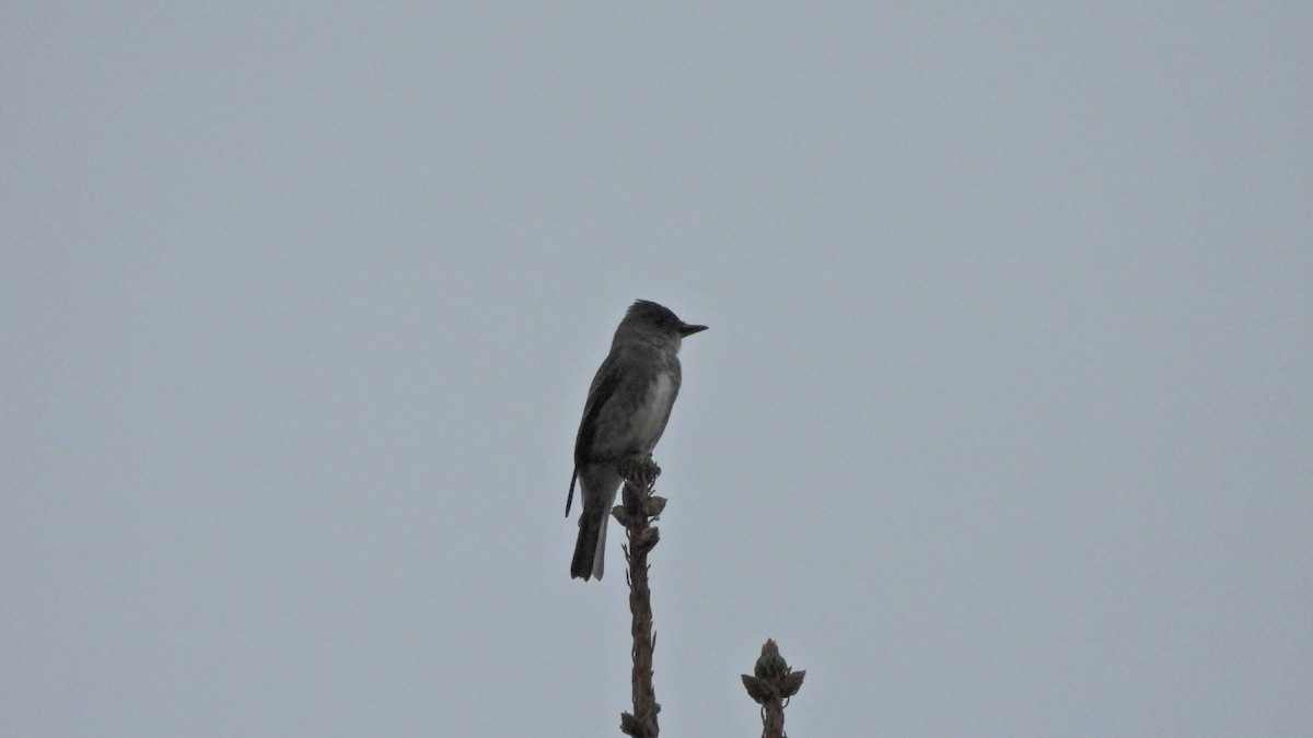 Olive-sided Flycatcher - W. Travis Young