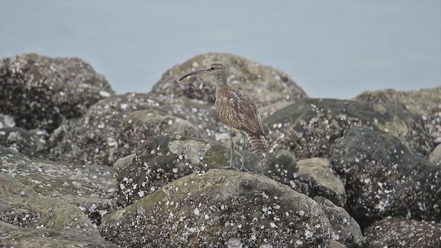 Courlis corlieu (variegatus/rogachevae) - ML371331341