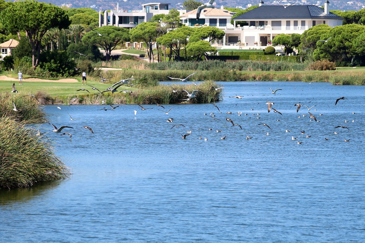 Бэсрэг цахлай - ML371332151