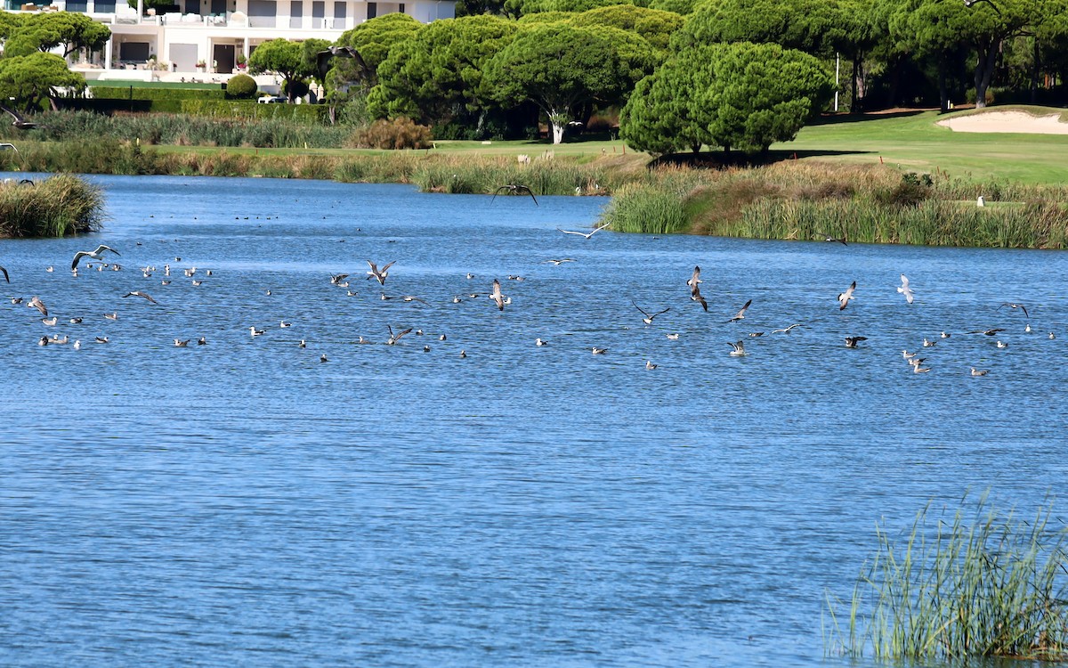 Бэсрэг цахлай - ML371332201