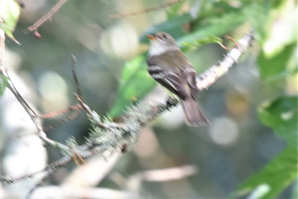 Alder Flycatcher - ML371332291