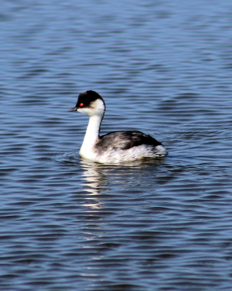 Silvery Grebe (Andean) - ML37133281