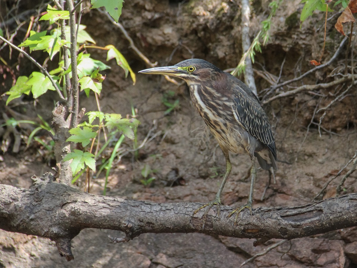 Green Heron - ML371332811
