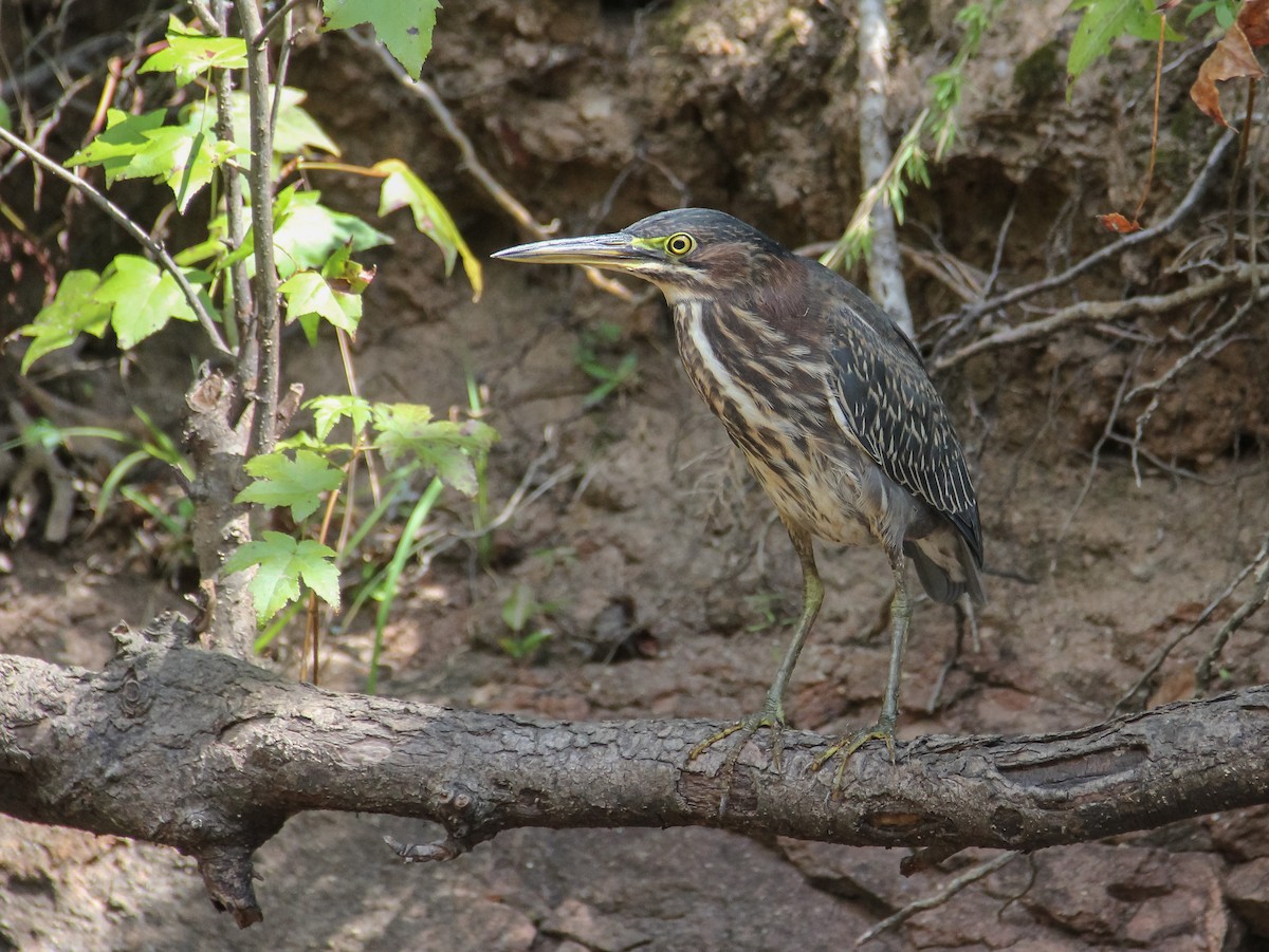 Green Heron - T D Vuke