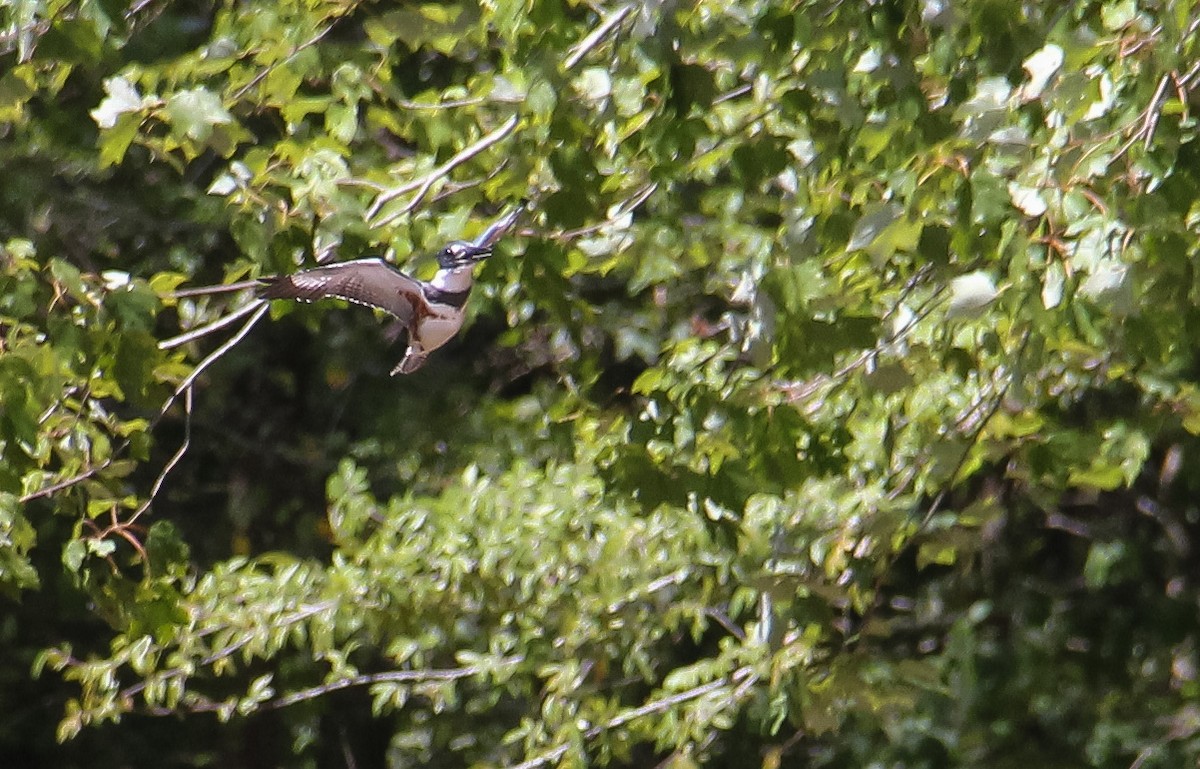 Belted Kingfisher - ML371332981