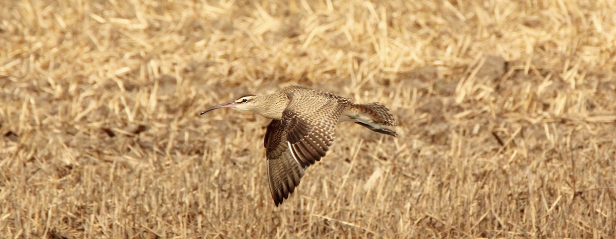 Hudsonian Whimbrel - David Woodhouse