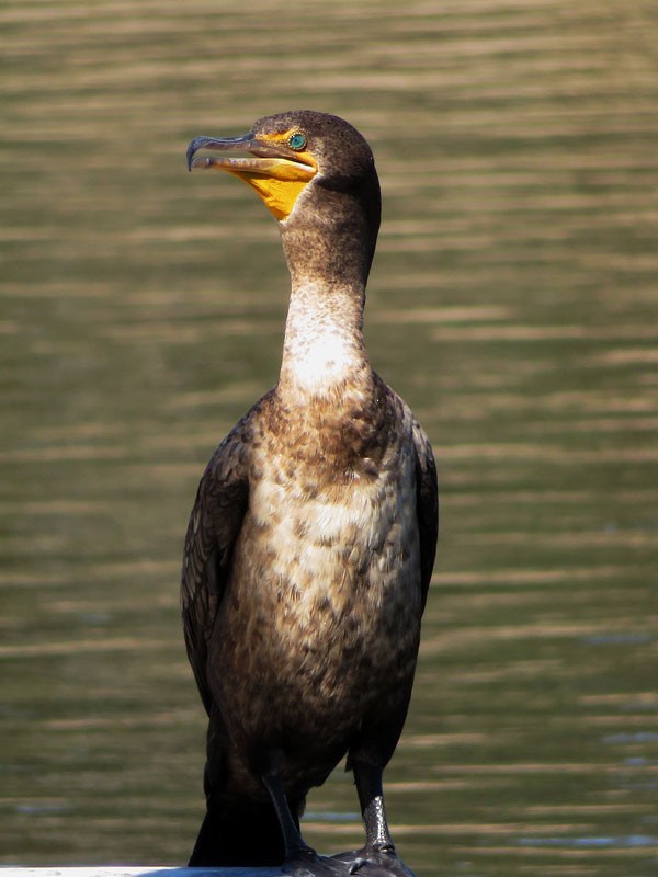 Double-crested Cormorant - ML37133531