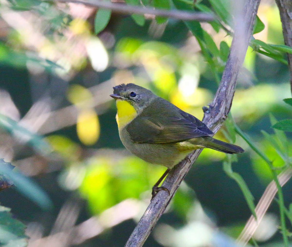 Common Yellowthroat - ML371336491