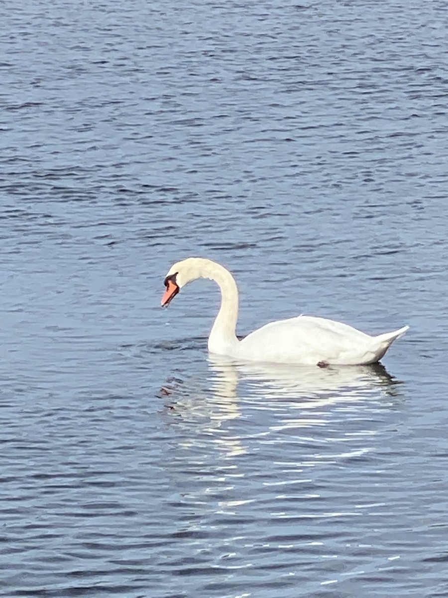 Mute Swan - ML371337981