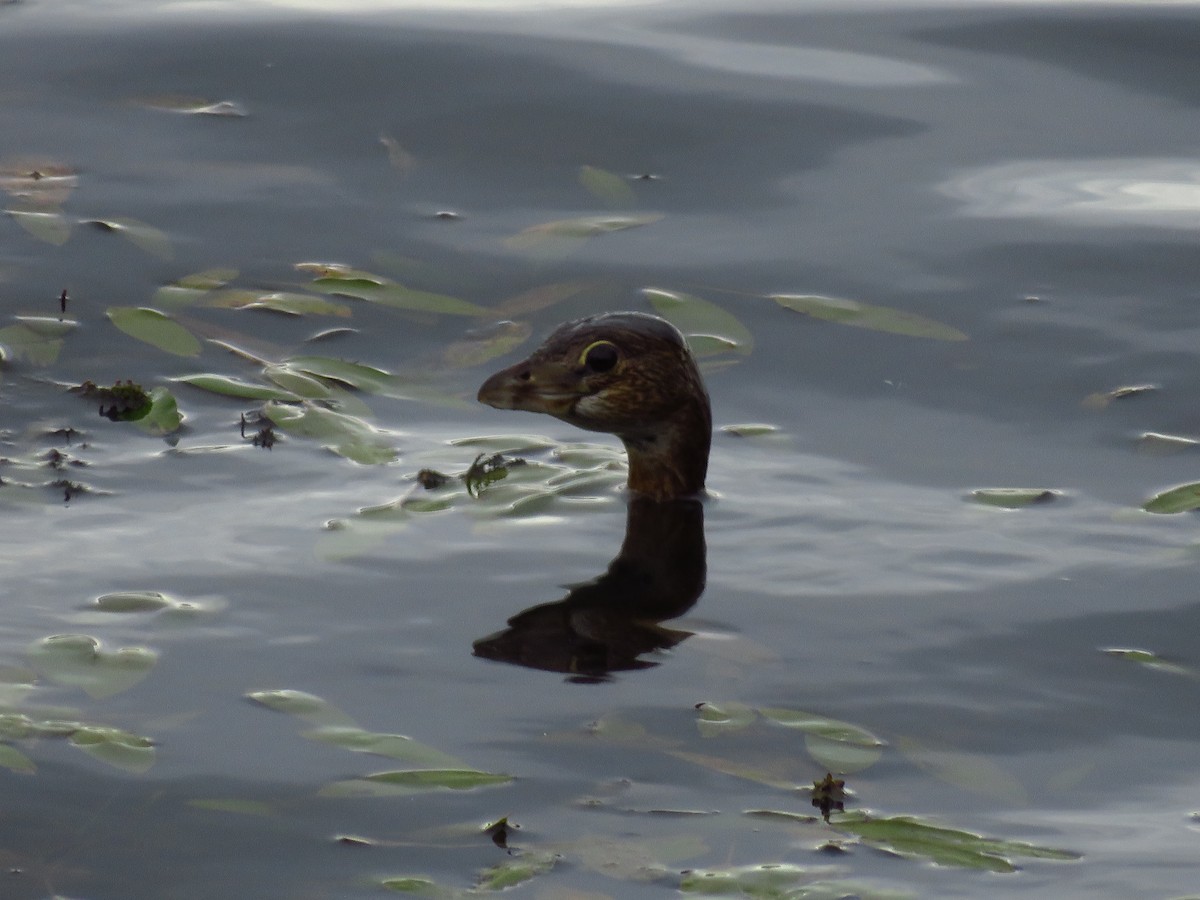 Pied-billed Grebe - ML371339211