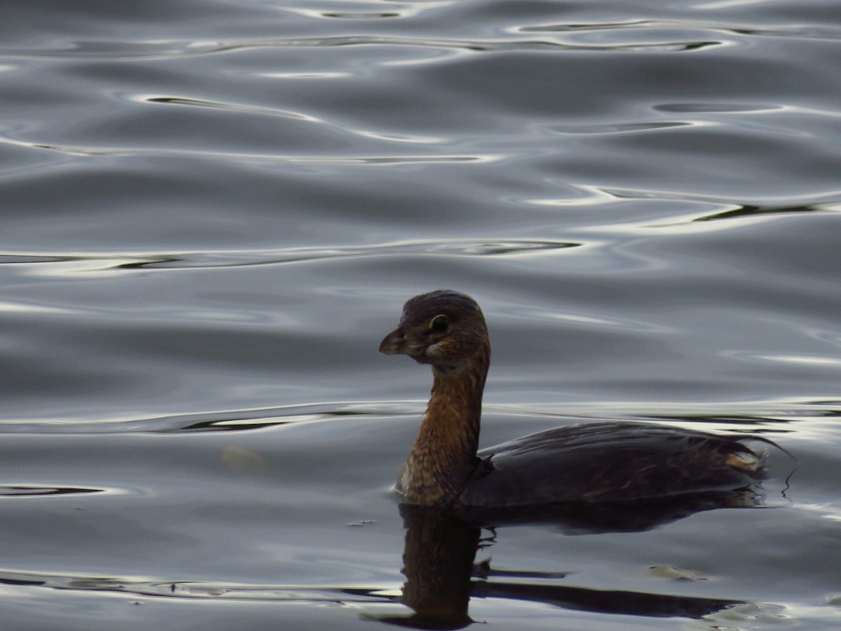 Pied-billed Grebe - ML371339221