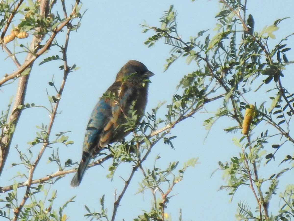 Indigo Bunting - ML371340271