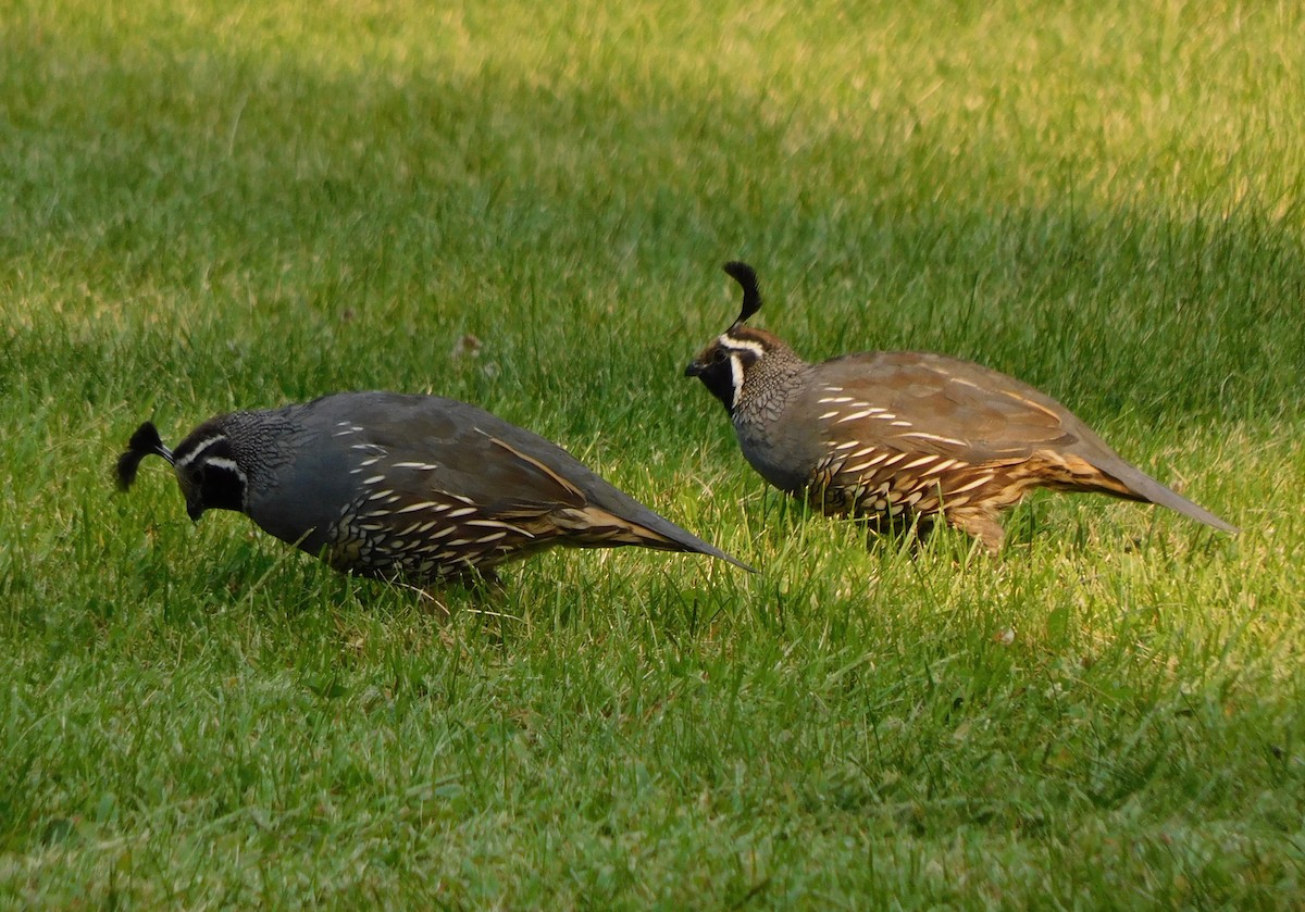 California Quail - ML371341491