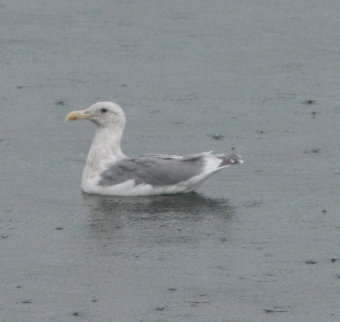 Glaucous-winged Gull - ML371341571