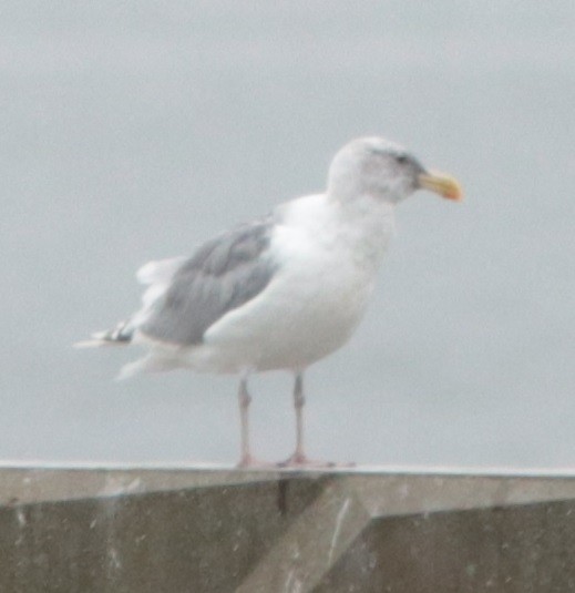 Glaucous-winged Gull - ML371341641