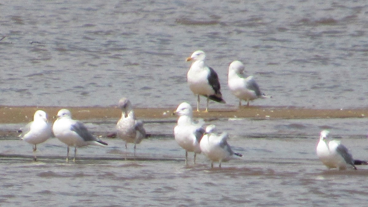 Lesser Black-backed Gull - ML371342111