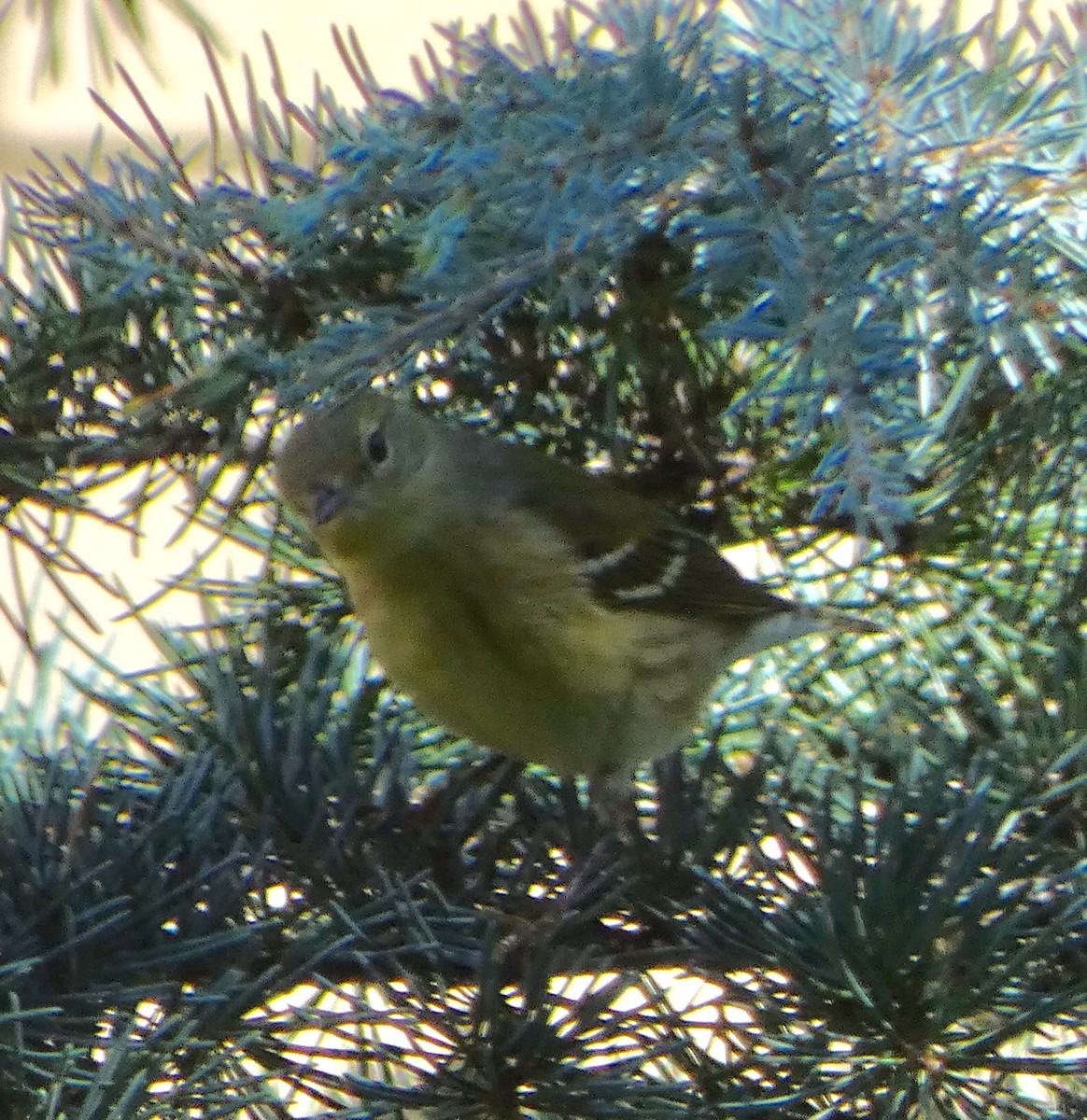 Pine Warbler - ML371342801