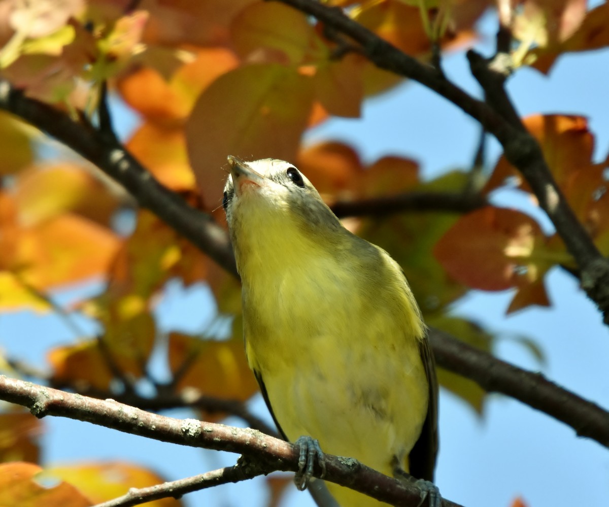 Philadelphia Vireo - ML371343261