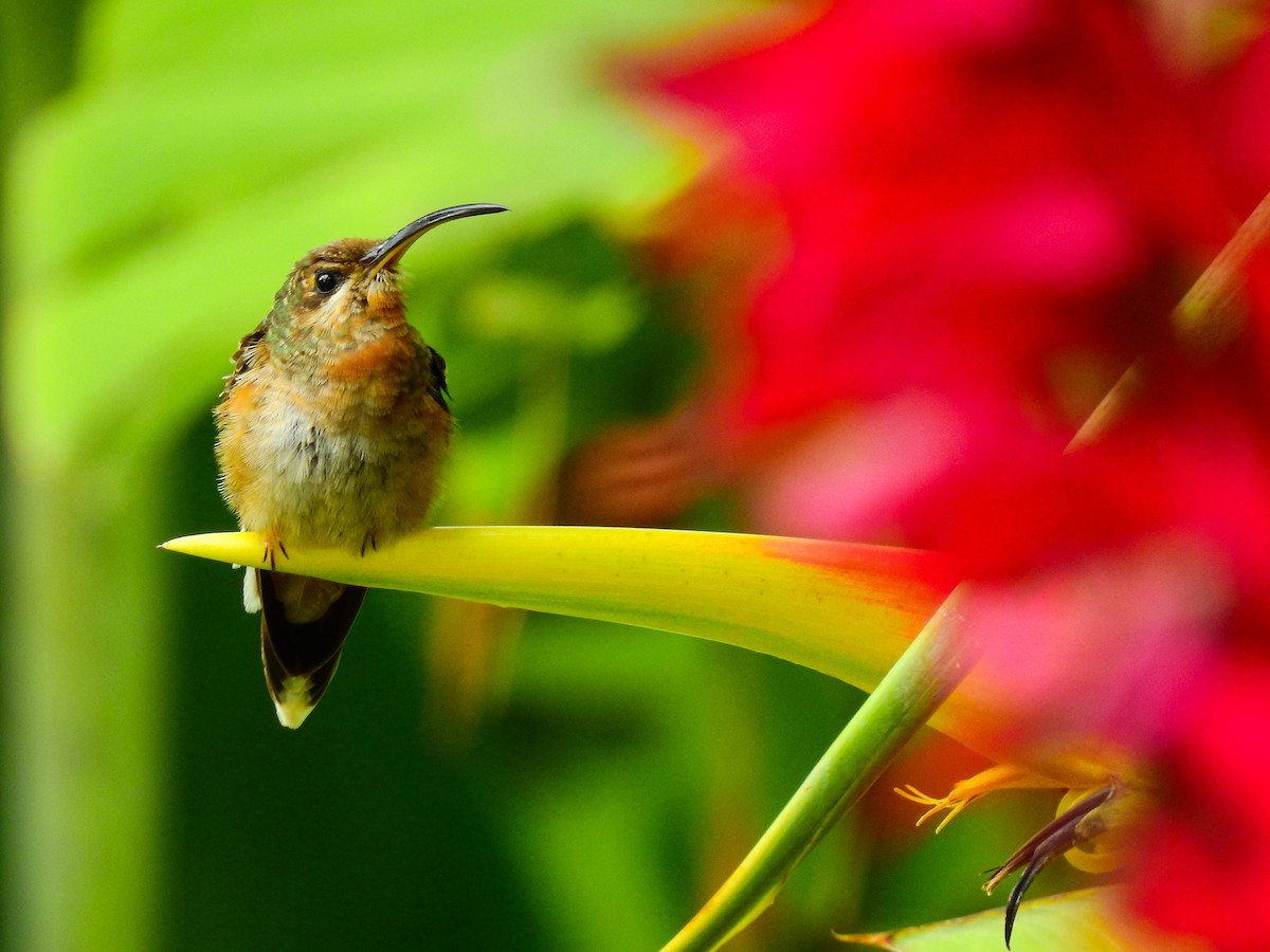 Rufous-breasted Hermit - Andres Mauricio Henao Quintero