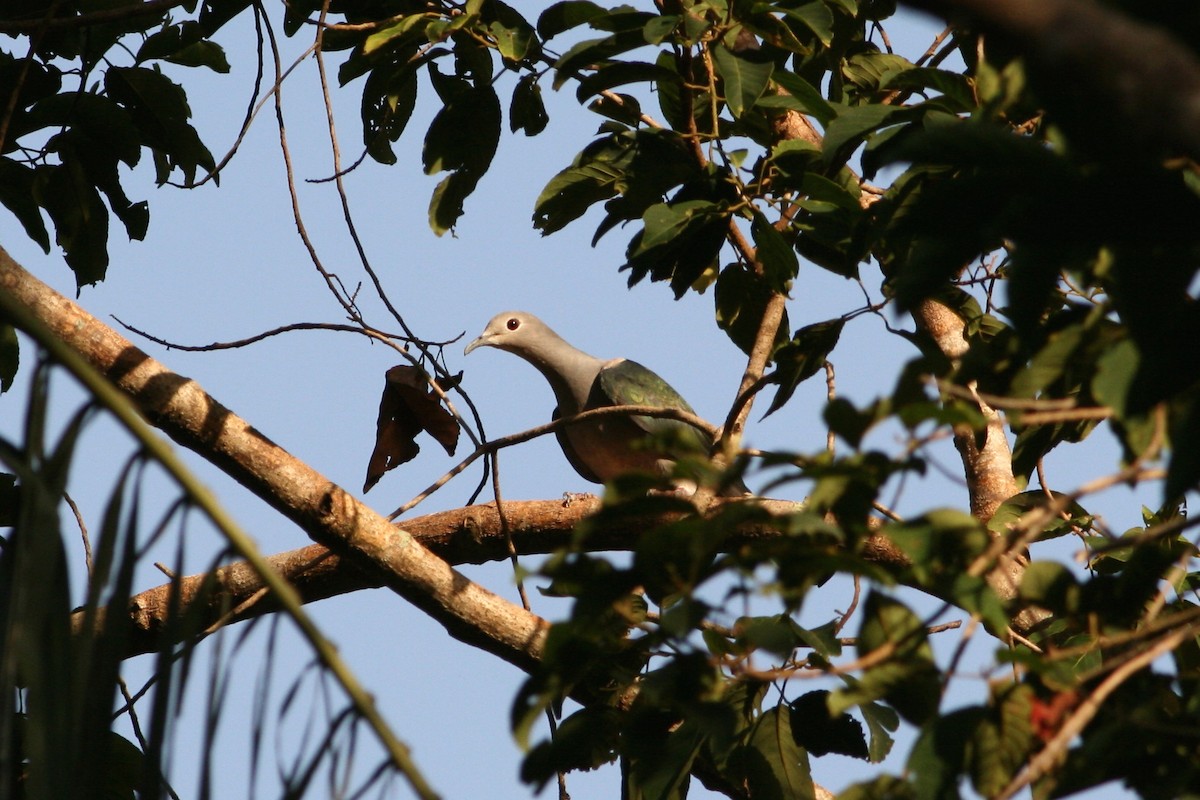 Green Imperial-Pigeon - ML371344301