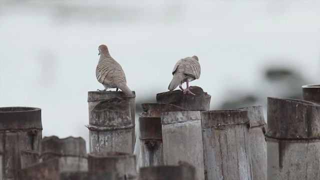 斑馬鳩 - ML371344721