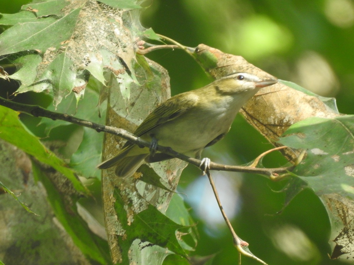 Vireo occhirossi - ML371345581
