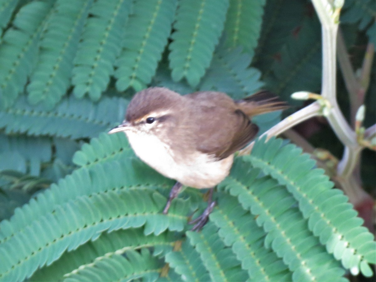 Canary Islands Chiffchaff - ML371345771