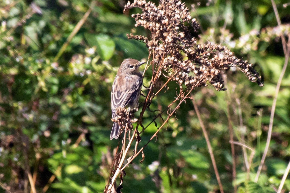 Yellow-rumped Warbler (Myrtle) - ML371346211